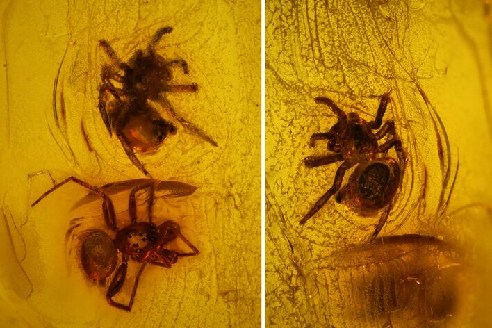 Two Fossil Spiders (Araneae) in Baltic Amber #128350